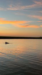 Dolphin fin breaking calm estuary waters at sunset, pastel sky and golden reflections over a coastal marsh.
