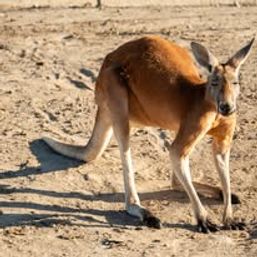Fredericksburg Hop and Sip Kangaroo Experience image