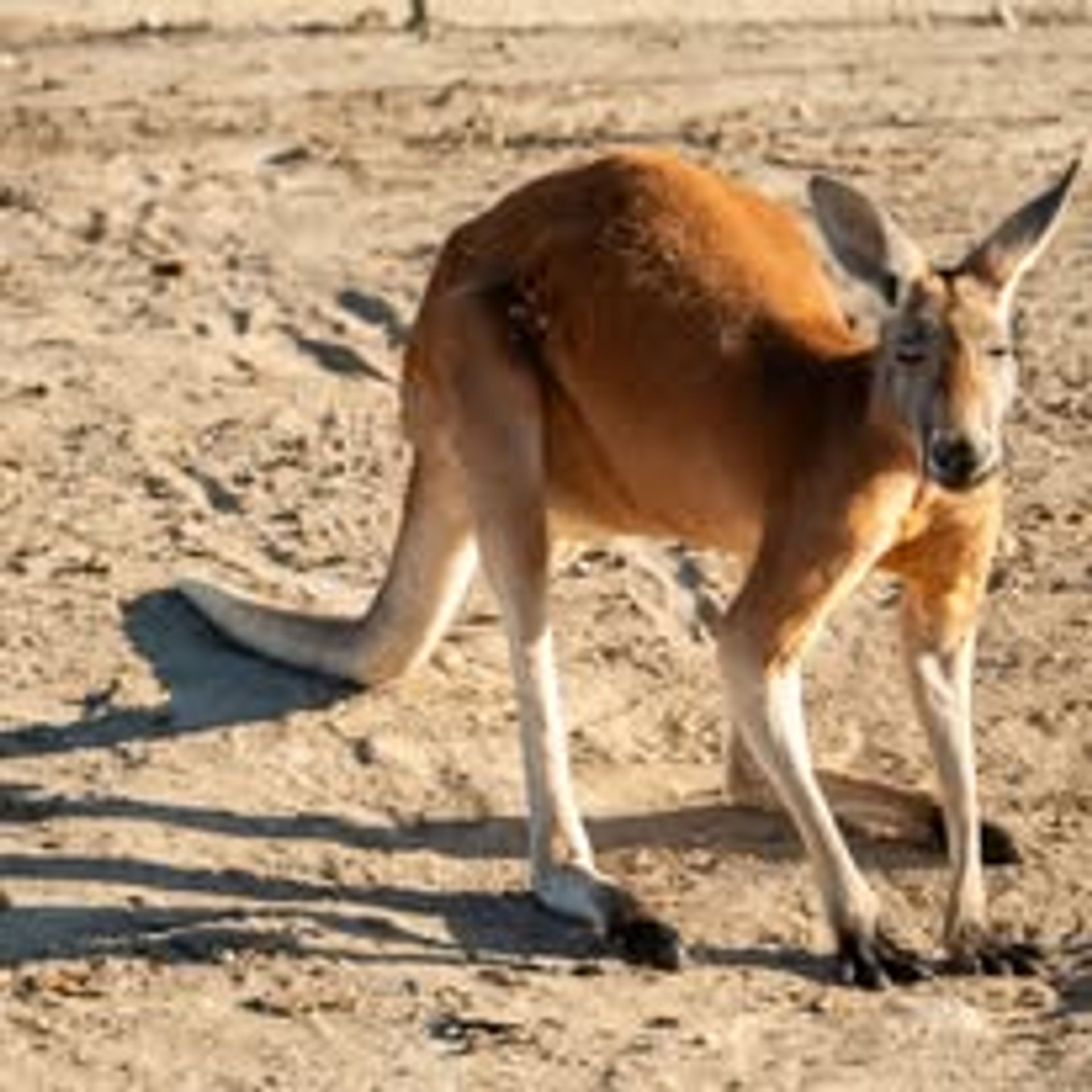 Fredericksburg Hop and Sip Kangaroo Experience image 1