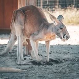 Fredericksburg Hop and Sip Kangaroo Experience image 9