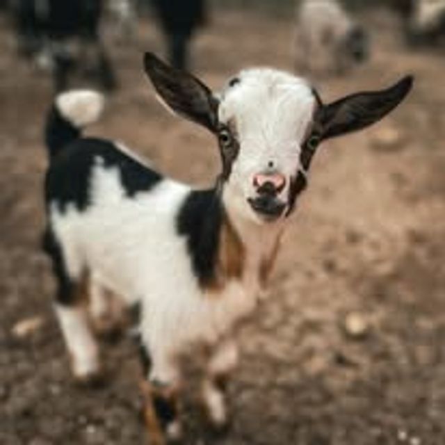 Baby Goat Cuddling & Wine Tasting Tour image 4