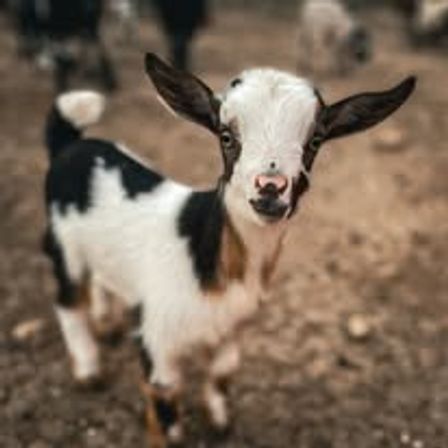 Baby Goat Cuddling & Wine Tasting Tour image 8