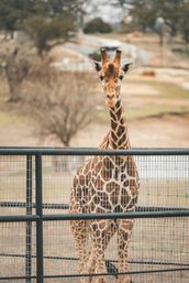 Fredericksburg Giraffe Experience & Wine Tasting image 2