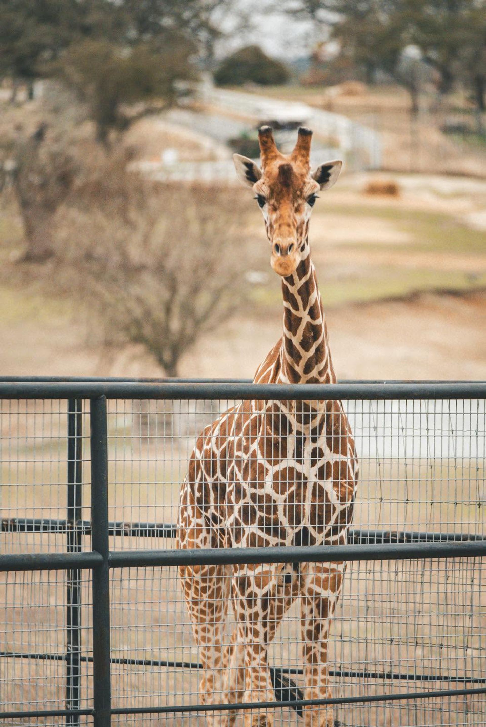 Fredericksburg Giraffe Experience & Wine Tasting image 2