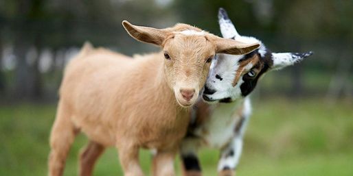 Baby Goat Cuddling & Wine Tasting Tour image 2