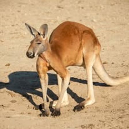 Fredericksburg Hop and Sip Kangaroo Experience image 2