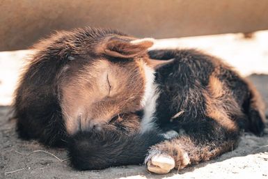 Baby Goat Cuddling & Wine Tasting Tour image 5