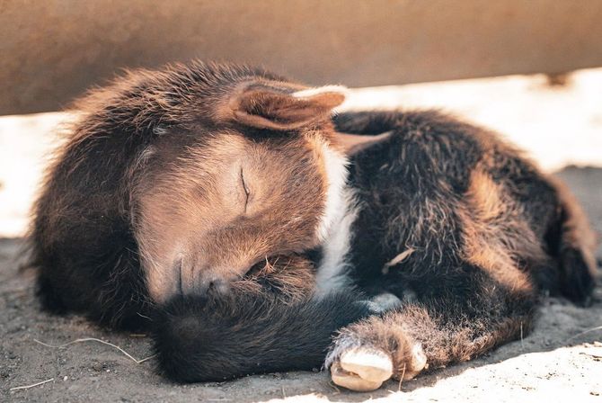 Baby Goat Cuddling & Wine Tasting Tour image 5