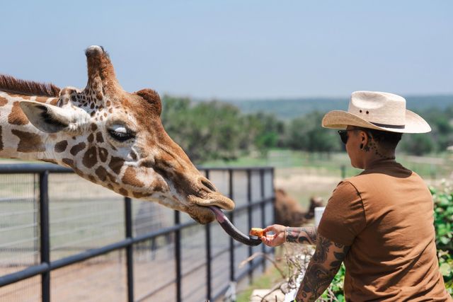Fredericksburg Giraffe Experience & Wine Tasting image 3