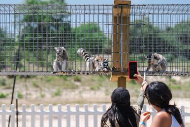 Fredericksburg Giraffe Experience & Wine Tasting image 6