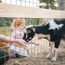 Baby Goat Cuddling & Wine Tasting Tour image 9