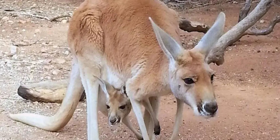 Fredericksburg Hop and Sip Kangaroo Experience image 10
