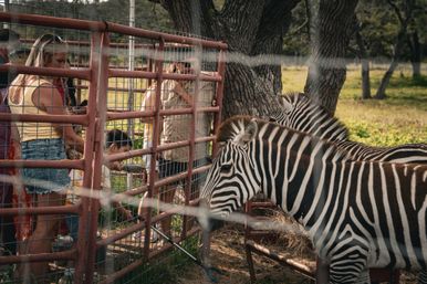 Fredericksburg Giraffe Experience & Wine Tasting image 8
