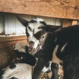 Baby Goat Cuddling & Wine Tasting Tour image 3