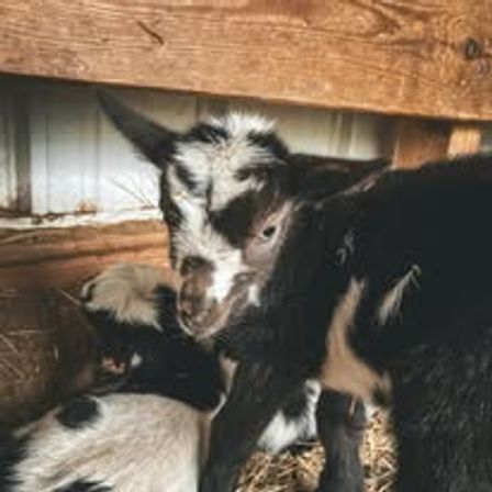Baby Goat Cuddling & Wine Tasting Tour image 3