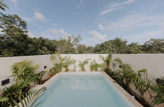 Inviting rectangular rooftop plunge pool on a white-walled terrace, surrounded by potted palms and tropical plants with lush treetops and a bright blue sky