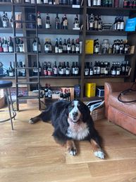 Smiling Bernese mountain dog lying on a wooden floor in a cozy wine shop, relaxed in front of floor-to-ceiling shelves of bottled wine and a rolling ladder.