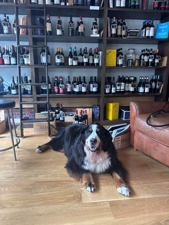 Smiling Bernese mountain dog lying on a wooden floor in a cozy wine shop, relaxed in front of floor-to-ceiling shelves of bottled wine and a rolling ladder.