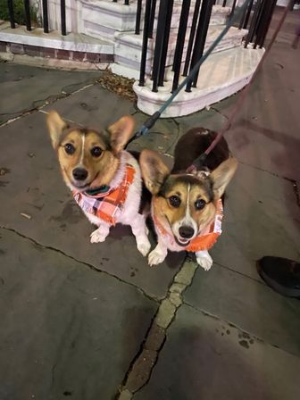 Two happy Corgis on leashes wearing orange plaid bandanas, standing on a cracked urban stone sidewalk near white steps and black iron railing at night