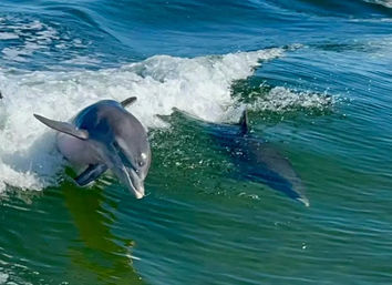 Two playful bottlenose dolphins surfing a green-blue coastal wave near the water's surface