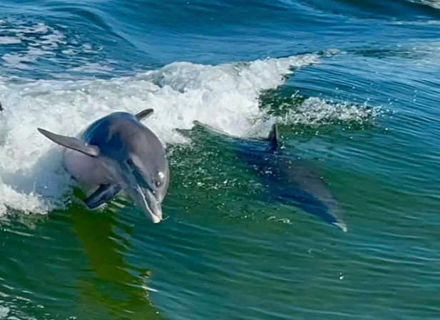 Two playful bottlenose dolphins surfing a green-blue coastal wave near the water's surface