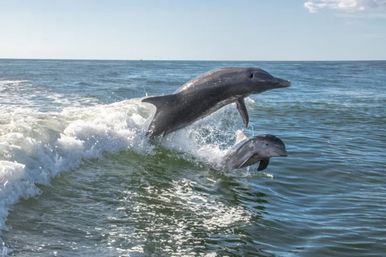 Two playful bottlenose dolphins leaping through a sunlit coastal wave on the open ocean, water splashing around them.