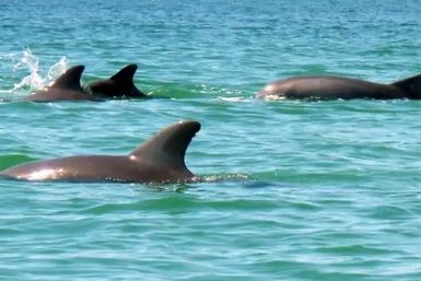 Playful pod of dolphins surfacing and swimming in turquoise coastal waters