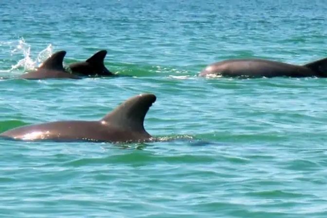 Playful pod of dolphins surfacing and swimming in turquoise coastal waters