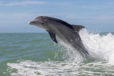 Playful bottlenose dolphin leaping out of green ocean water, creating a white splash under a clear blue sky