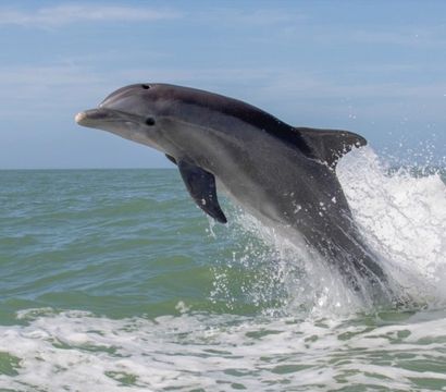 Playful bottlenose dolphin leaping out of green ocean water, creating a white splash under a clear blue sky