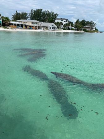 Three manatees swimming in clear turquoise coastal water near beachfront houses and palm trees under a cloudy sky