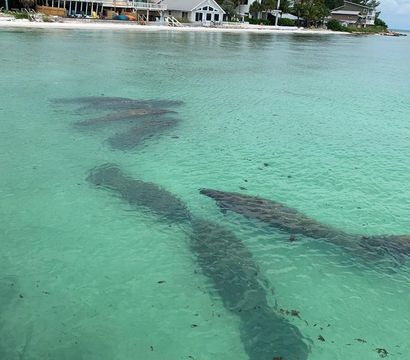 Three manatees swimming in clear turquoise coastal water near beachfront houses and palm trees under a cloudy sky