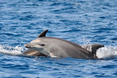 Playful bottlenose dolphin surfacing in deep-blue open ocean with water spray, swimming alongside another dolphin