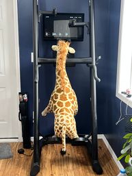 Playfully posed plush giraffe on a treadmill facing the console in a navy-walled home gym with wood flooring, nearby window, cords, and a potted plant.