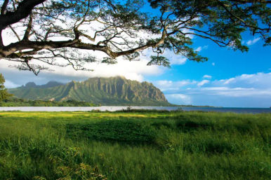 Shady tree framing a lush grassy shore overlooking a turquoise Hawaiian bay and jagged green mountains under a bright blue sky