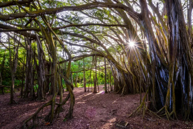 Sunburst through a sprawling tropical banyan grove, aerial roots and trunks forming a leafy canopy over a forest path