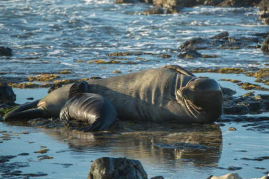 Two elephant seals, a large adult and a smaller juvenile, lounging on wet rocks and shallow tidepool water along a sunlit rocky coastal shoreline.