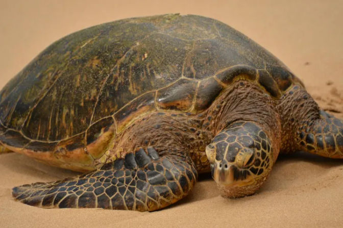 Close-up of a resting green sea turtle on a sandy beach, highlighting its textured shell and patterned flipper.