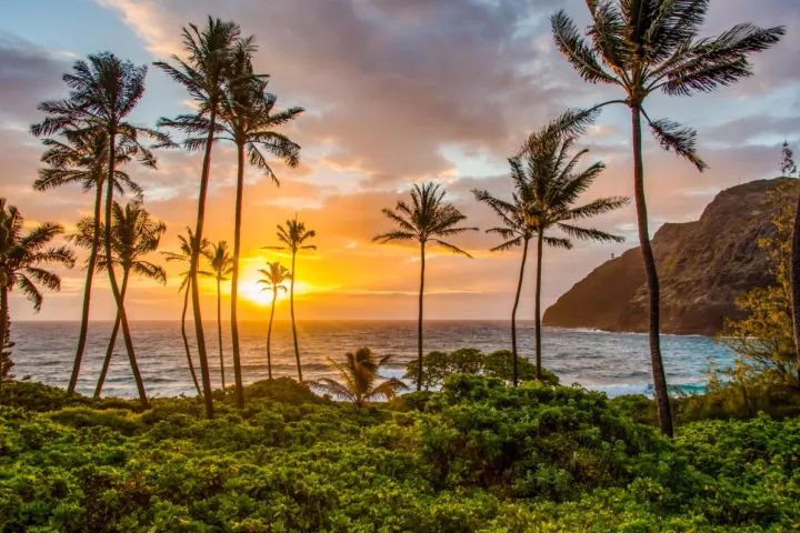 Vibrant tropical coastline sunset with tall palm trees silhouetted against a golden-pink sky, choppy ocean waves, lush green coastal vegetation and a rocky headland.