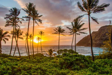 Vibrant tropical coastline sunset with tall palm trees silhouetted against a golden-pink sky, choppy ocean waves, lush green coastal vegetation and a rocky headland.