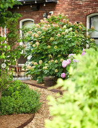 Cozy urban townhouse garden path with gravel edging, lush green shrubs, pink and cream hydrangea blooms and a rustic wooden planter against a red brick facade.