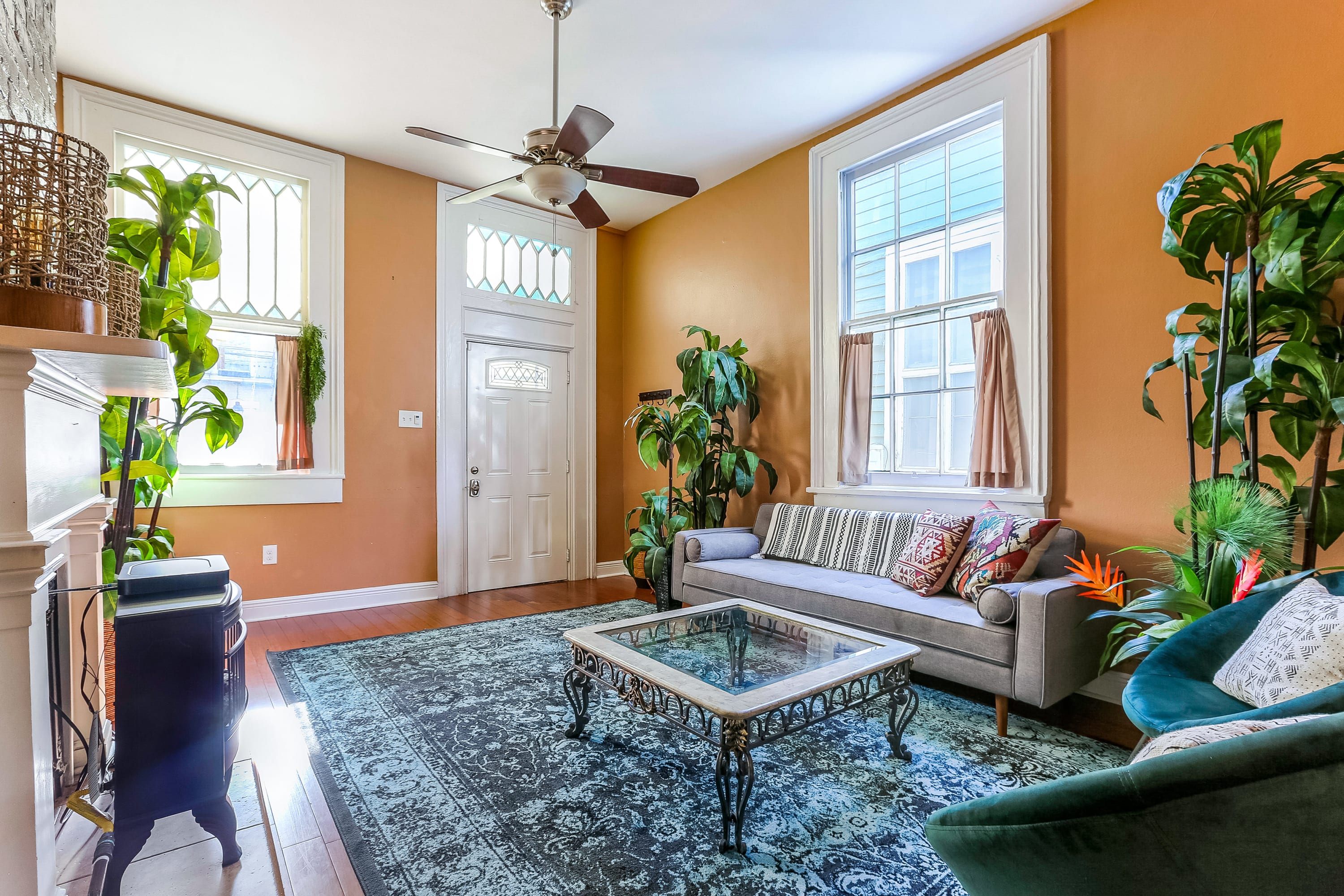 Sunlit cozy living room with warm orange walls, tall windows and front door, gray sofa, ornate glass coffee table, blue patterned rug, ceiling fan and lush houseplants.