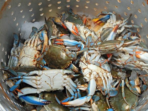 NOLA-Style Seafood Catering Experience image 4