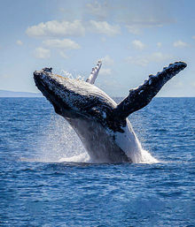 Private Party Yacht Cabo Babaloo image 11