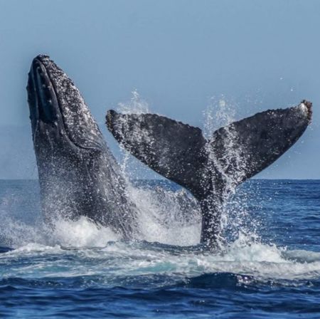 Private Yacht Tour Cabo Sweetie Pie image 22