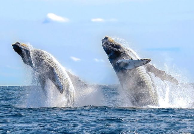 Luxury Private Yacht Cabo Blue Crew image 19