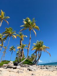 Sunlit tropical beach with leaning coconut palms, sandy rocky shoreline and turquoise ocean beneath a clear blue sky.