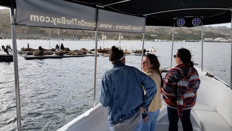 Three people on a covered sightseeing boat watching sea lions lounging on floating docks in a calm coastal bay marina — fun wildlife viewing boat tour.