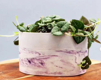 Indoor trailing string-of-hearts (Ceropegia woodii) houseplant with heart-shaped green leaves in a pink-and-white marbled ceramic pot on a wooden tabletop.