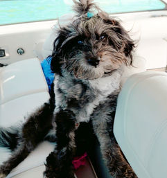 Shaggy black-and-gray small dog with a topknot sitting on a white boat seat, looking at camera with turquoise water visible through the window